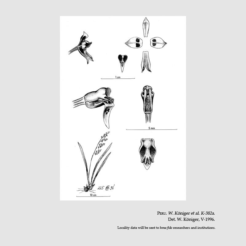 Cyrtochilum schildhaueri
